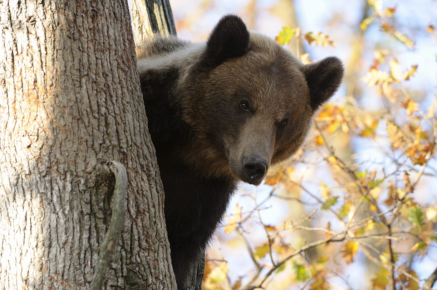Ecoturism și conservarea biodiversității în zona de vânătoare – dezvoltare durabilă prin programele Wildlife